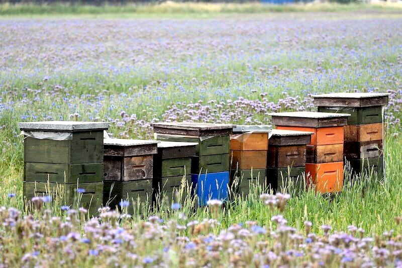What’s so special about POLISH HONEY?